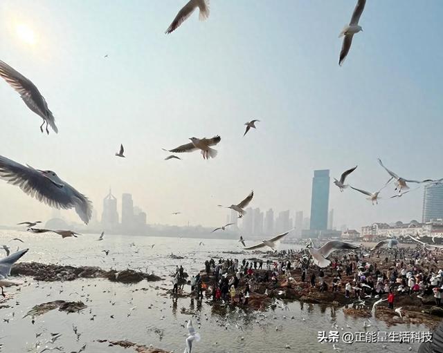 1-3月必冲！带娃刷青岛栈桥海鸥局，这波浪漫错过等一年
