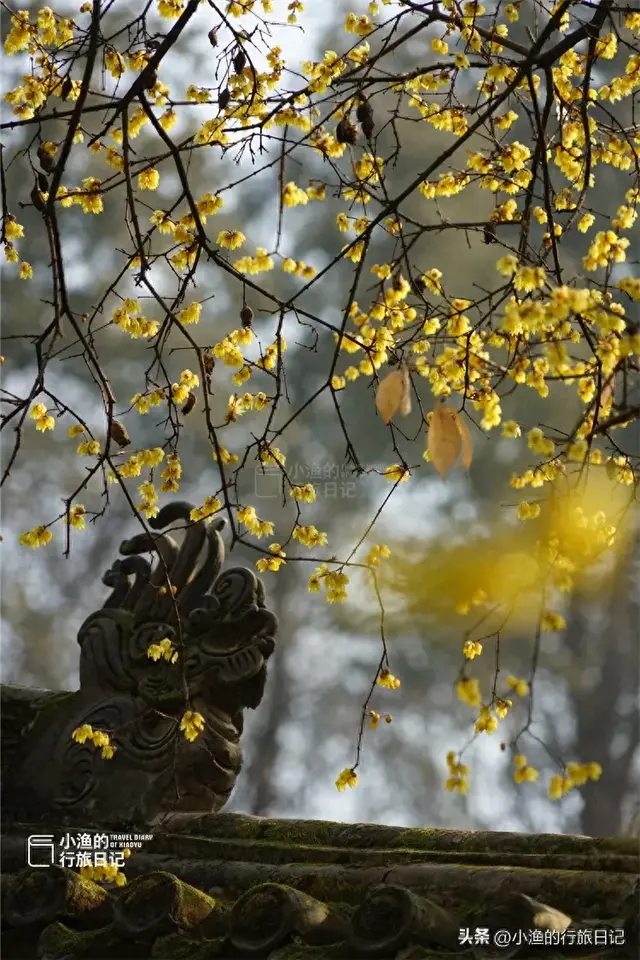 老西安都不知道的宝藏地：常年清静、游人不多，又到冬日最美时