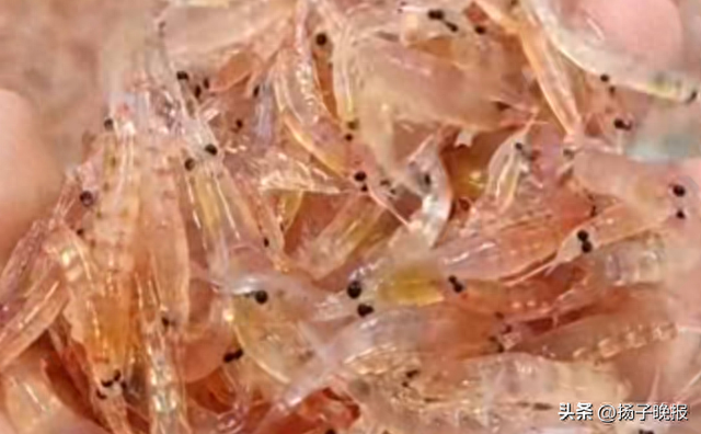 知名品牌疑似造假，主要成分含量为0！网友：天塌了...