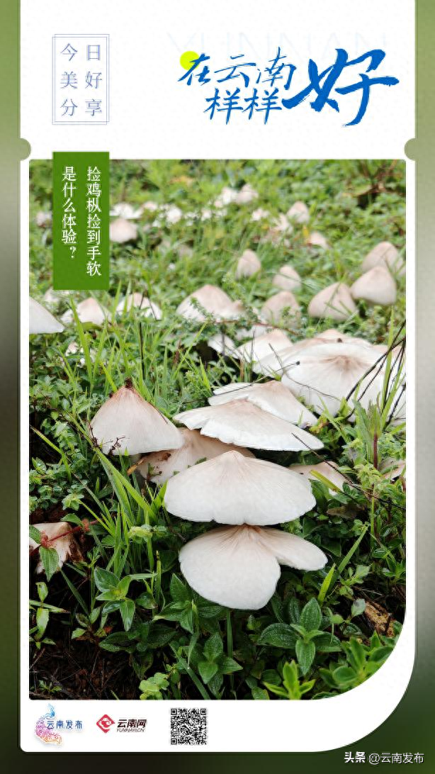 来丽江捡鸡枞捡到手软！
