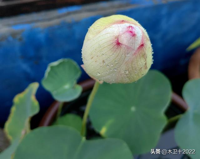 立秋