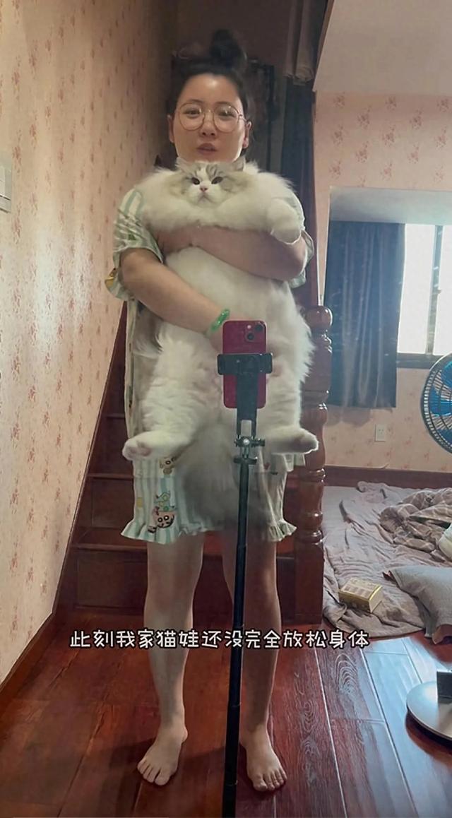笑死了！主人展示25斤布偶猫引热议，网友：我这19斤的再加加餐？