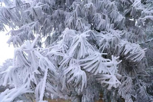 一眼沦陷！寻甸六哨的雾凇，美得像仙境~