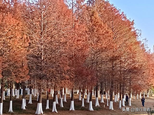 落羽杉树下的神奇造像