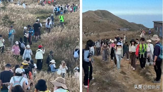 热话｜大东山芒草季迫爆打卡客，网民︰远看像逃难