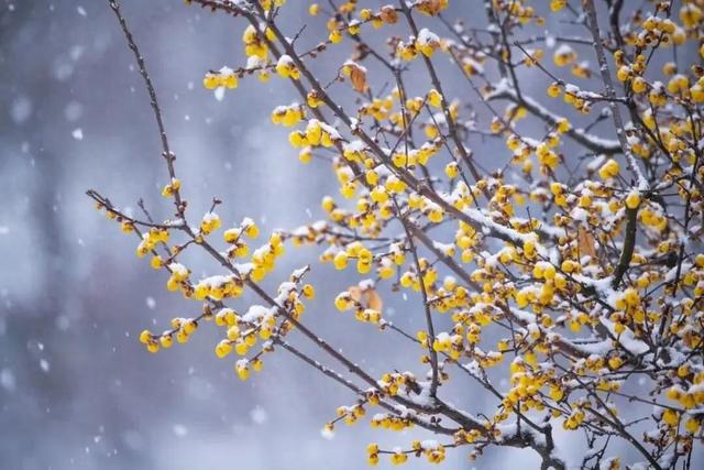 北京周五将迎初雪，踏雪寻梅去！