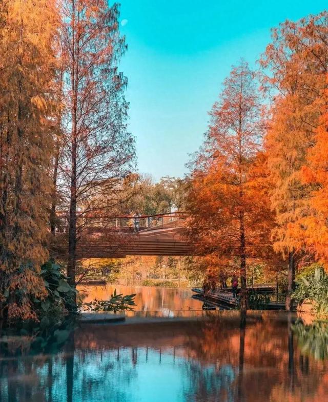 广州秋冬化作焦糖色，4个落羽杉胜地，轻松随手拍出森系大片吧