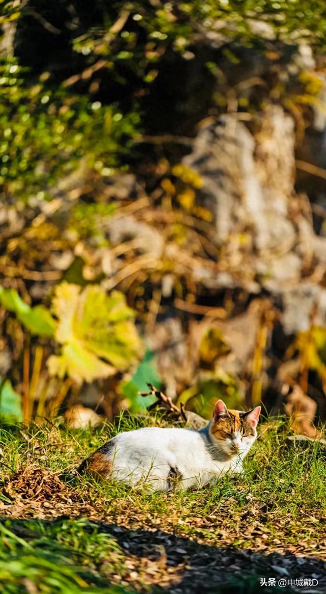 死亡 ，是生命赋予得一种沉沦的动力