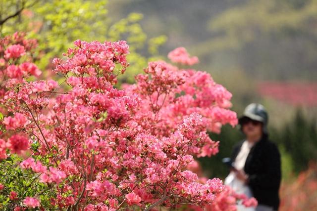 满山遍野的映山红