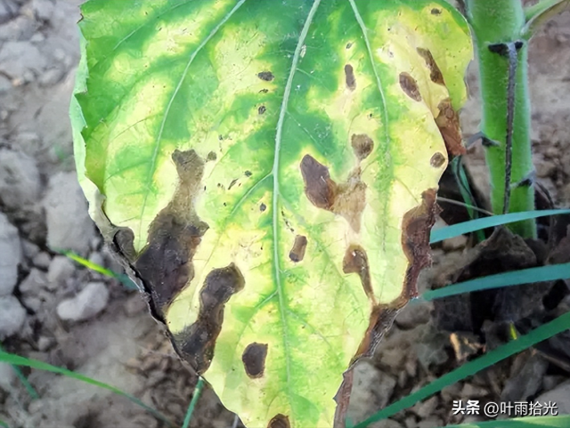 向日葵破解版污版污（向日葵常见病害识别及防治方法）