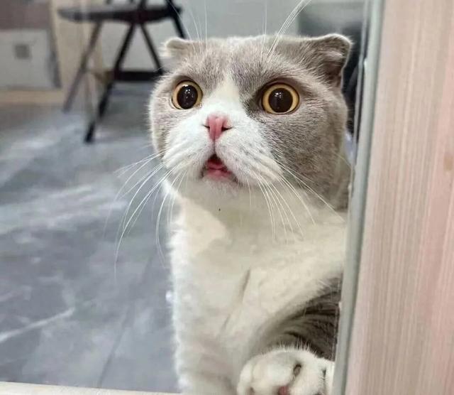 折耳猫最便宜多少钱一只(弃养率最高的猫咪排行榜狸花猫排第二)