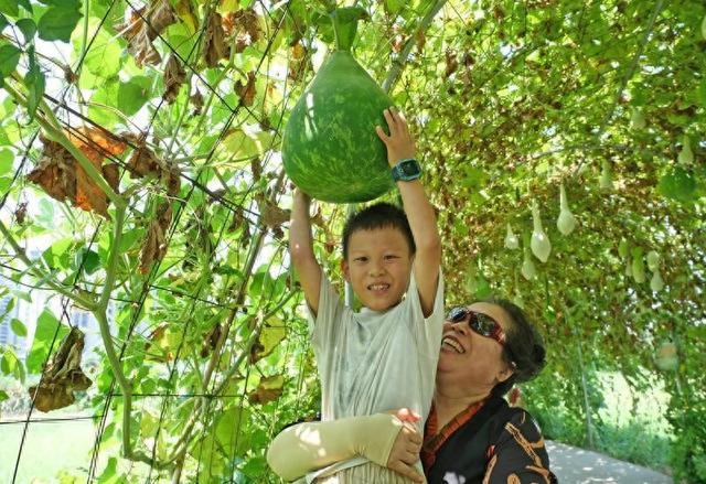 西安:葫芦满园夏日凉