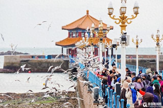 “山海冬韵·鸥遇青岛”2025青岛海鸥季活动拉开冬游青岛序幕