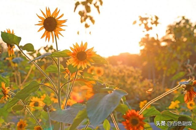 百色这里藏了片金色花海！快来打卡~