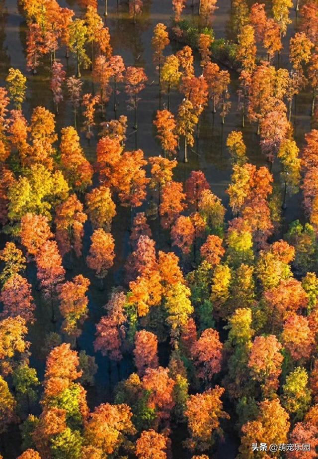 涨渡湖水杉林悄然燃烧，火红倒影美如画，错过再等一年