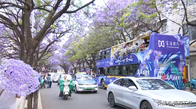 已经开始排队了！蓝花楹赏花巴士试运行