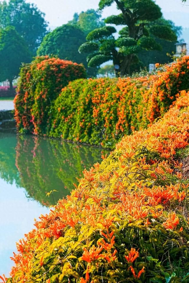 弥勒炮仗花瀑布，太出片了！多个打卡点→