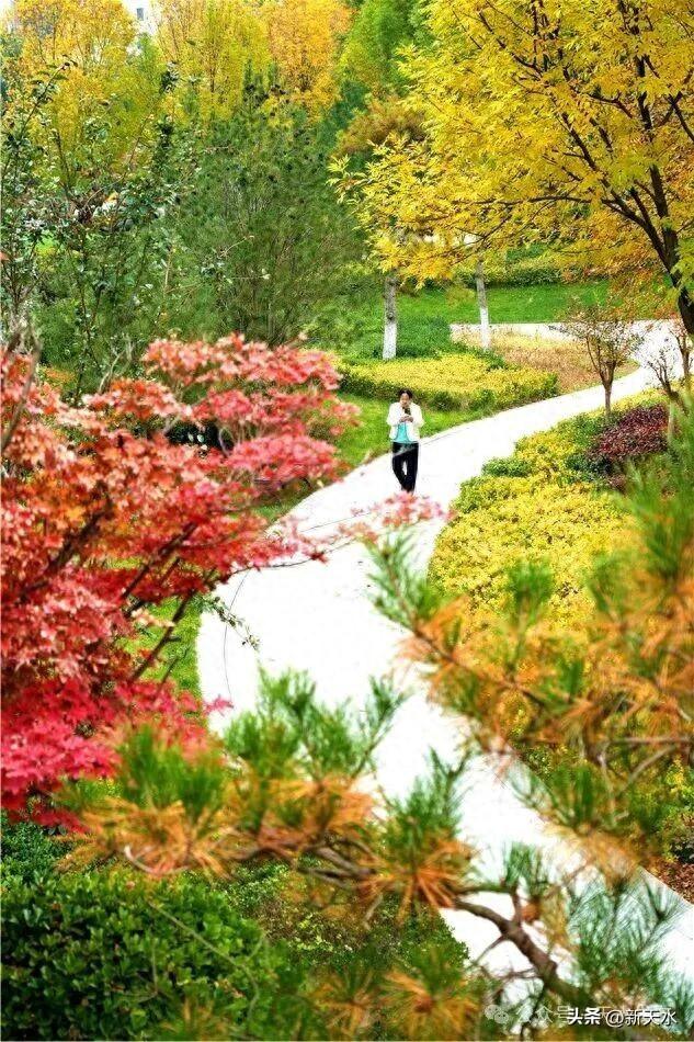 天水弘文园秋景美翻了，快去打卡！