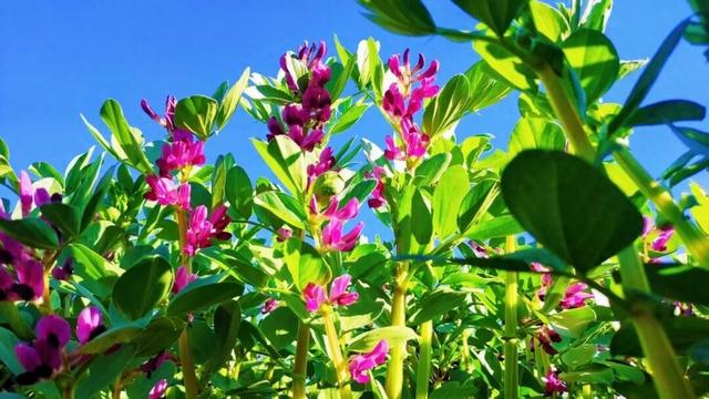 周末的天气也是阿米嘎蒂朵妙~妙~