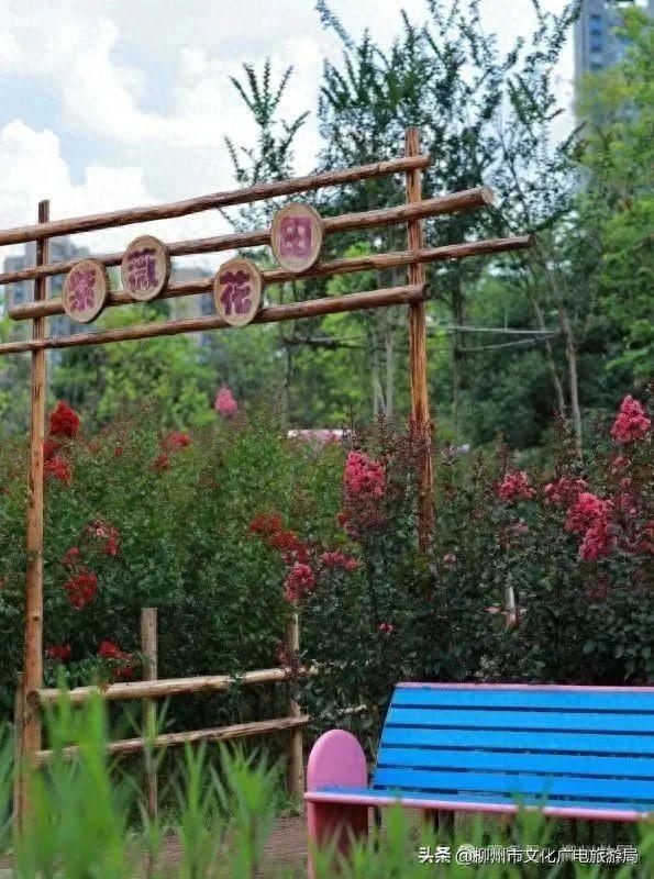 把夏天泡进花海里！前茅公园的浓烈+园博园的清新，快来享用双份“夏日特调”