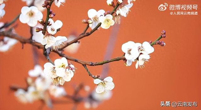 云南宾川400年古梅如期绽放