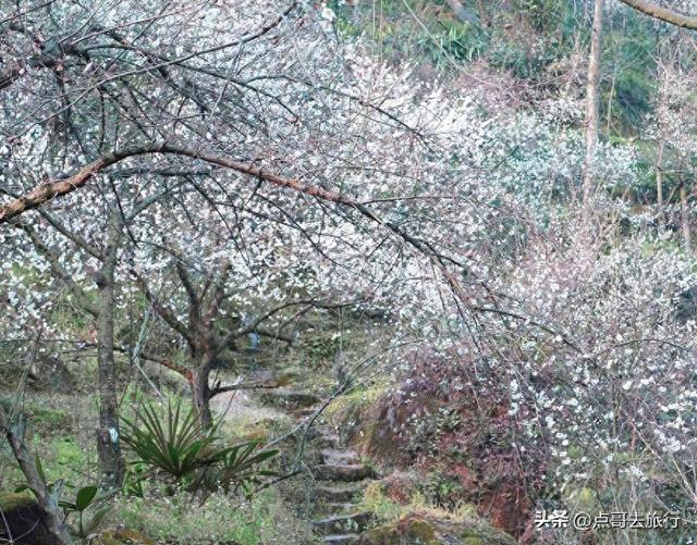 成都最新5个梅林花海，你该去哪个？其中一个被称为成都小林芝！
