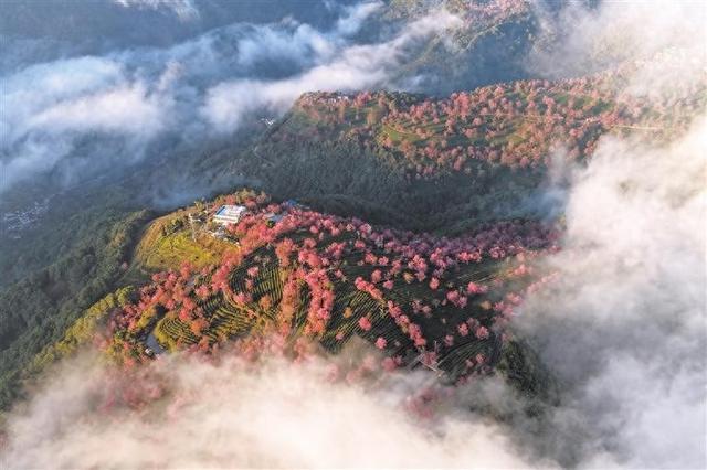 云南南涧：无量山冬樱花绽放