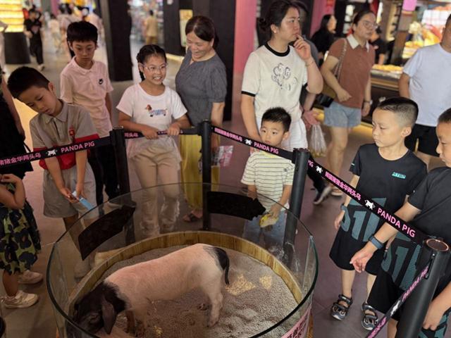 给旅途加点“萌” 金华服务区“两头乌小猪”等你来撸！