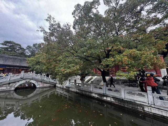 赏红“顶流”又红了！香山公园赏秋全攻略