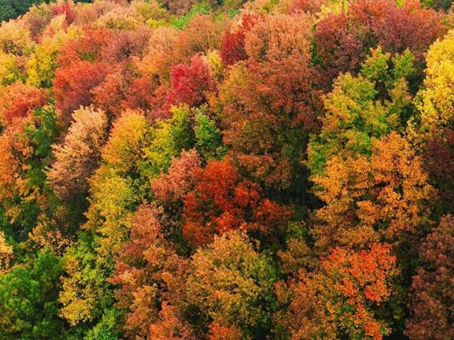 金灿灿的浓度到顶格！浙两天就是最佳观赏期