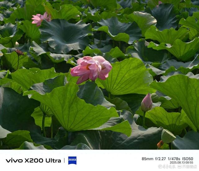 泉城公园并蒂莲花，我在记录