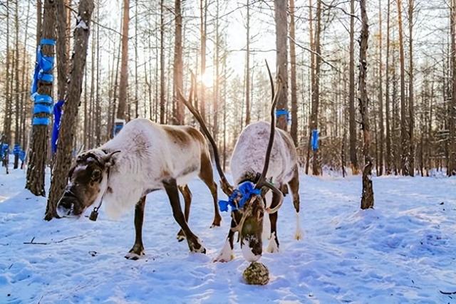 流量风口催生的 “直播村落”根河新村，现在怎么样了