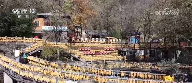 特色“秋日颜值”转化为“文旅产值” 各地“赏秋经济”热力十足