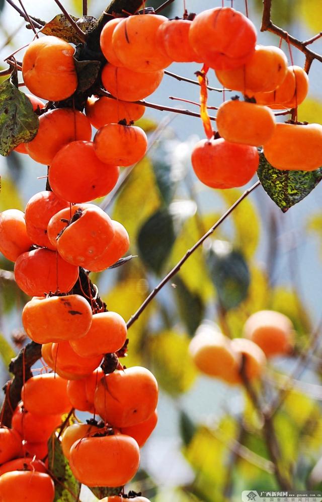 出发！广西这些水果迎来最佳赏味期