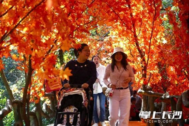 石燕湖“红枫银杏隧道”火了，初冬秋景刷爆社交平台