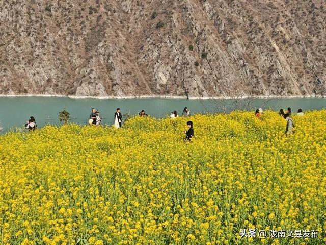 【央视直播预告】甘肃藏着“早春天花板”！10点锁定这片金色花海→