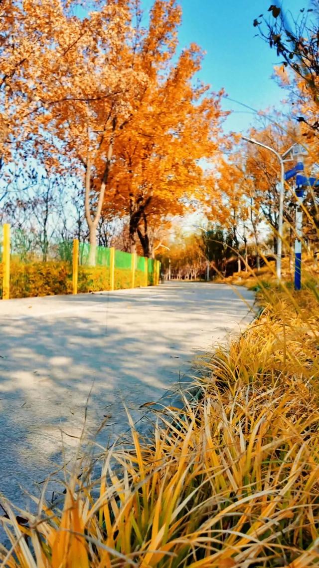 18公里步道免费开放！北京西五环边这个公园迎来最佳观赏期