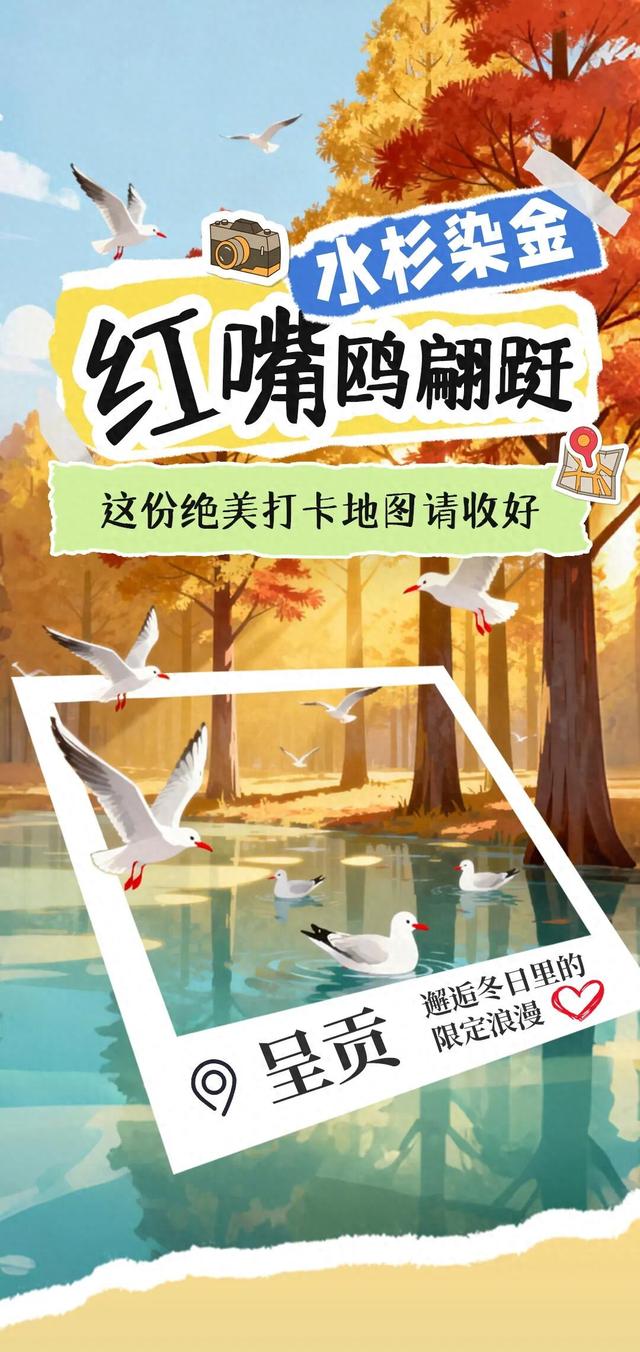 呈贡水杉染金、红嘴鸥翩跹，这份绝美打卡地图请收好
