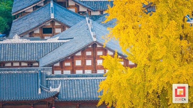 打卡正当时！王家大院解锁百年银杏“限定金色皮肤”