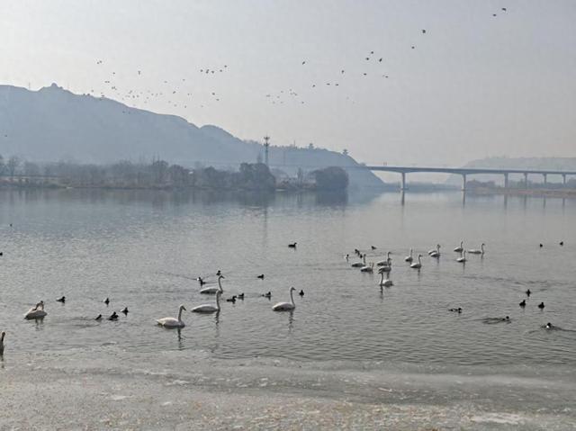 【达川水镇•文旅工作】护“羽”栖川 文旅共生——达川镇以生态底色绘就天鹅经济发展新图景