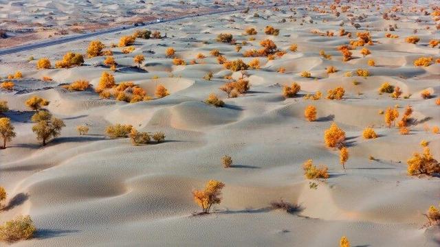 出片率100%！赴一场沙漠胡杨的金色之约