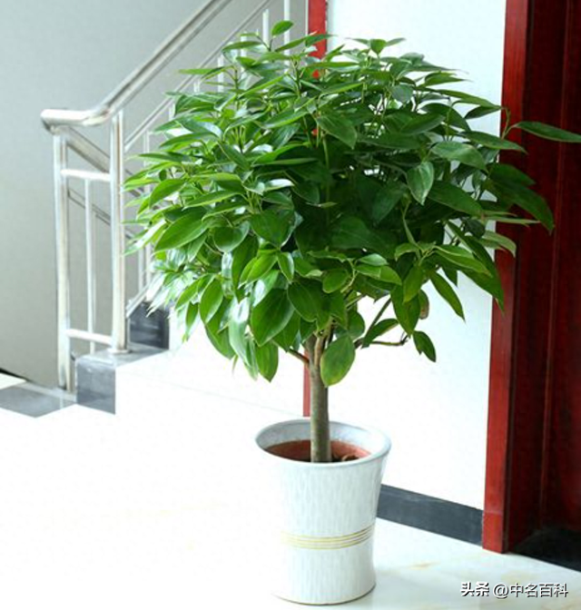 平安树如何养才长得好（平安树养护指南从植物杀手到绿手指的逆袭之路）