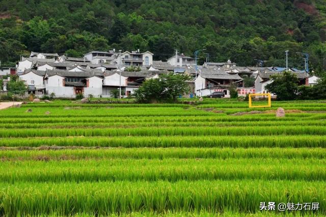 稻浪翻滚时，来赴一场摸鱼狂欢！8月23日丰收节限定快乐上线