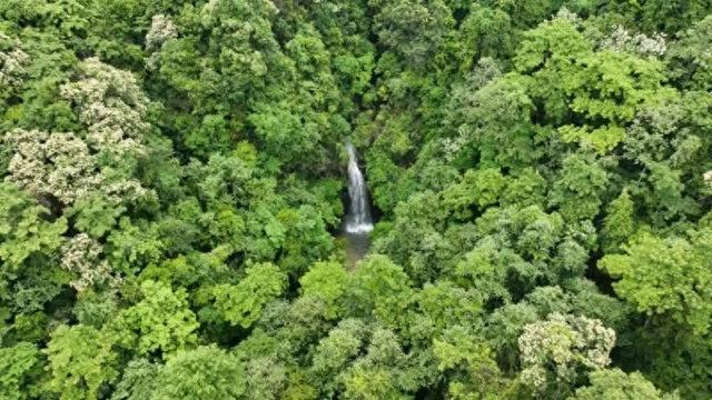 江西信丰：守护自然资源 金盆山国家森林公园成避暑胜地