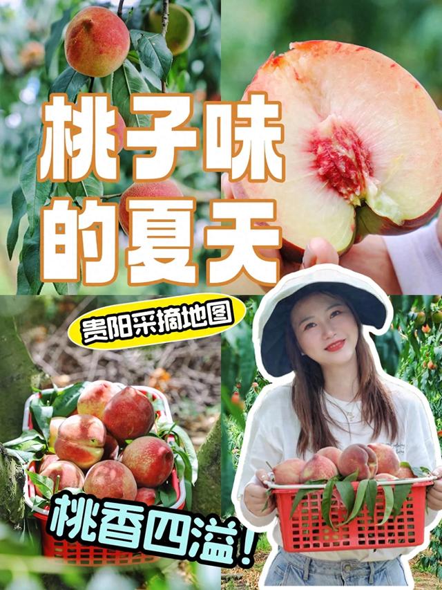 🍑贵阳周边桃子采摘全攻略 轻松实现桃子自由!