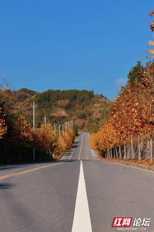 岁暖时刻丨在凤凰县环城路，我读懂了一片梧桐叶的一生