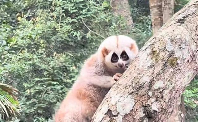 紫牛热点∣游客为拍照将蜂猴从树上摇落摔地！野象谷景区：涉事游客已找到，有专人处理