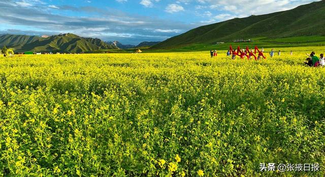 张掖民乐：祁连山下万亩油菜花开引客来