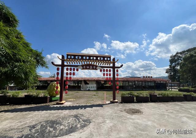 新丰秀田，是来看古树的