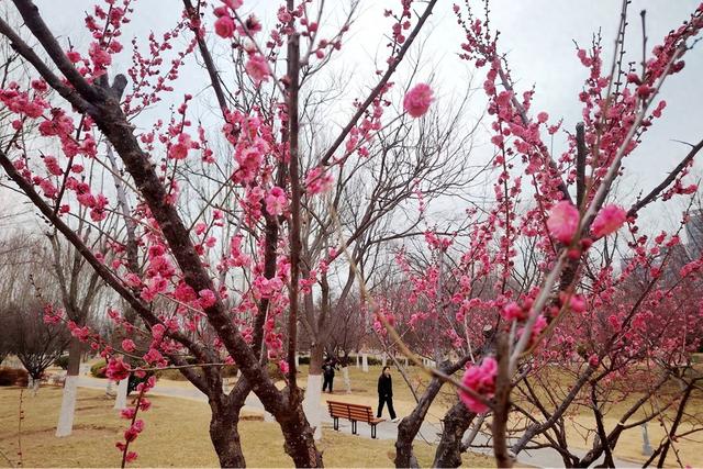 新聊新景丨凤凰苑植物园：梅花盛开春意浓